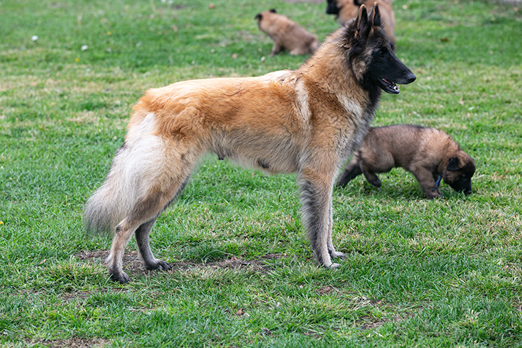 Xena met pups